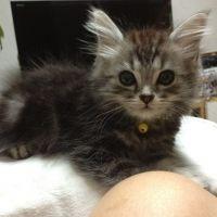 jill&chacha 会員画像