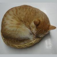 会員画像