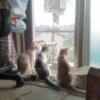 ライブマン 会員画像