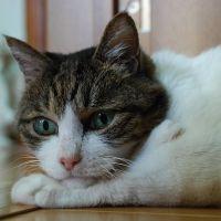 とらさわ 会員画像