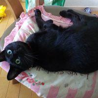 黒猫LOVE 会員画像