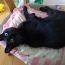 黒猫LOVE