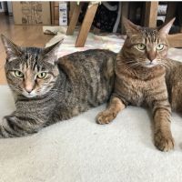 あしながおじさんさん