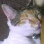 三毛猫こゆき