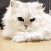 くれたん 会員画像