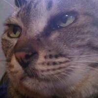 ねこぶち 会員画像