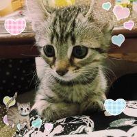 オバちゃん 会員画像