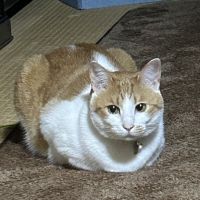 こうめのクックさん