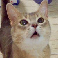 シロクマくん 会員画像