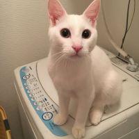 しらすちゃん◎ 会員画像