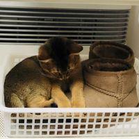 いいこさん