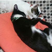 たわわ 会員画像