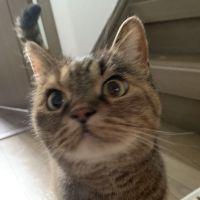 紅染月猫 会員画像