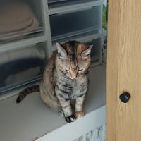 はなたれねこすけ