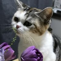 ぱっふぉんさん