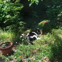 きねこ 会員画像