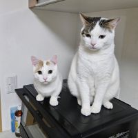 おかけん 会員画像