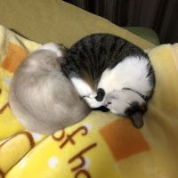 うめぽぽ