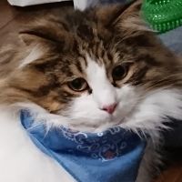 会員画像