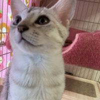 ちょこプリン 会員画像