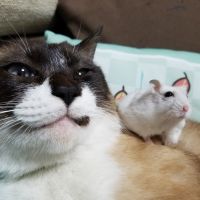 四ツ葉 会員画像