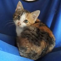 つつじのねこ 会員画像