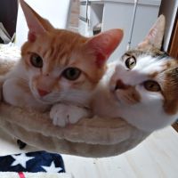 歯科衛生士 会員画像