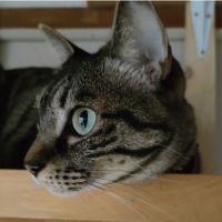 明寅さん