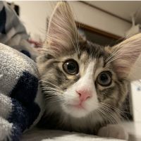 Leoncat1028 会員画像