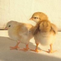 おキツネ 会員画像