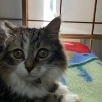 コミー 会員画像