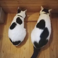 コマテンママ 会員画像