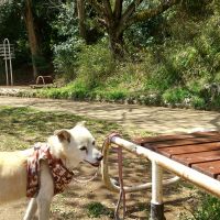 レディミケさん