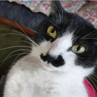 迷子猫ムーさん