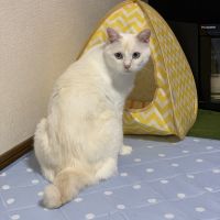 トトにゃんず 会員画像