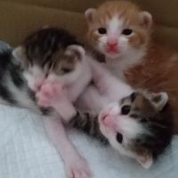 ちまこまめさん