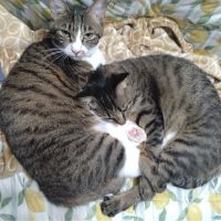 さやにゃー 会員画像