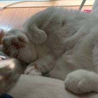 かなめい 会員画像