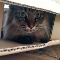 ロルlol 会員画像