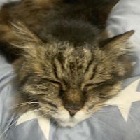 しえん 会員画像