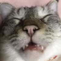 バタムさん