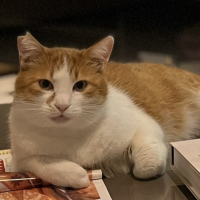 しましましっぽ君さん