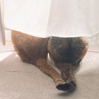 k.きなこさん