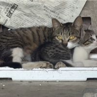 ユリカミさん