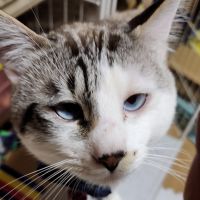 たらこっこさん