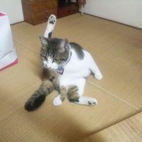 パンダ猫 会員画像