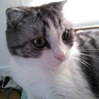銀ねこ64 会員画像