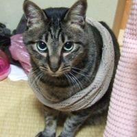 fuuaki 会員画像