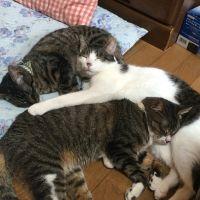 もえこ 会員画像