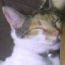 三毛猫こゆき